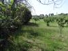 Terreno Agricolo in vendita a Ripatransone - 03, Foto 3