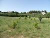 Terreno Agricolo in vendita a Ripatransone - 05, Foto 5