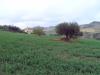 Terreno Agricolo in vendita a Monteprandone - 02, Foto 2