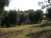 Terreno Agricolo in vendita a Monsampolo del Tronto - 05, Foto 5