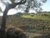 Terreno Agricolo in vendita a Monsampolo del Tronto - 06, Foto 6
