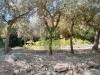 Terreno Agricolo in vendita a Livorno - collinaia - 06