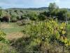 Terreno Agricolo in vendita a Livorno - limoncino - 02