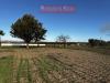 Terreno Agricolo in vendita a Canosa di Puglia in contrada pozzillo - 03, Foto 3