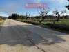 Terreno Agricolo in vendita a Canosa di Puglia in contrada pozzillo - 04, Foto 4