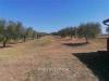 Terreno in vendita a Grosseto - 02