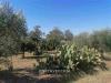 Terreno in vendita a Grosseto - 03