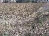 Terreno Agricolo in vendita a Brugnera - 02