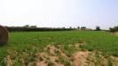 Terreno Agricolo in vendita a Grosseto - 02, Orto (10).JPG