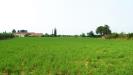 Terreno Agricolo in vendita a Grosseto - 06, Orto (5).JPG