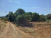 Terreno Agricolo in vendita a Grosseto - 04, 85b75398-9e89-4dc4-a779-d28deba92542.jpeg