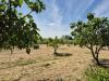 Terreno Agricolo in vendita a Grosseto - 04, 6a90f1f3-2c70-425c-be6f-ea130f19059b.jpeg
