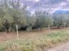 Terreno Agricolo in vendita a Ascea - 06, a4816c5e-785d-444b-a6d7-153c3321c737 2.jpg