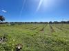 Terreno Agricolo in vendita a Sava - 05, Vigneto