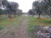 Terreno Agricolo in vendita a Manduria - 04, WhatsApp Image 2021-12-17 at 17.40.14.jpeg