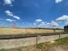 Terreno Agricolo in vendita a Manduria - 03, 196b3472-bc46-4a86-8ce0-24a66f77469f.jpg
