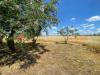 Terreno Agricolo in vendita a Manduria - 05, 38c11ccc-99d1-4838-88fb-0bb015519ad3.jpg
