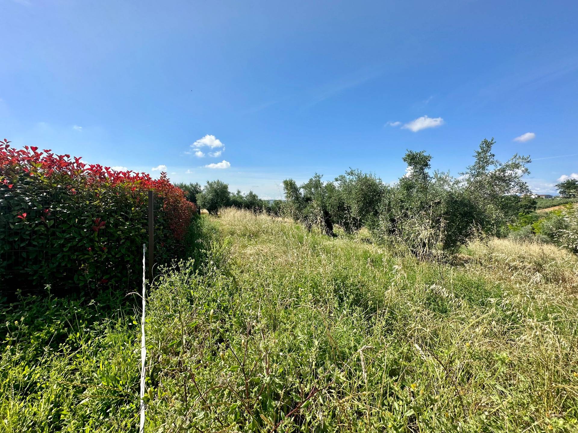 Terreno Agricolo in vendita a Mosciano Sant'Angelo, Centro