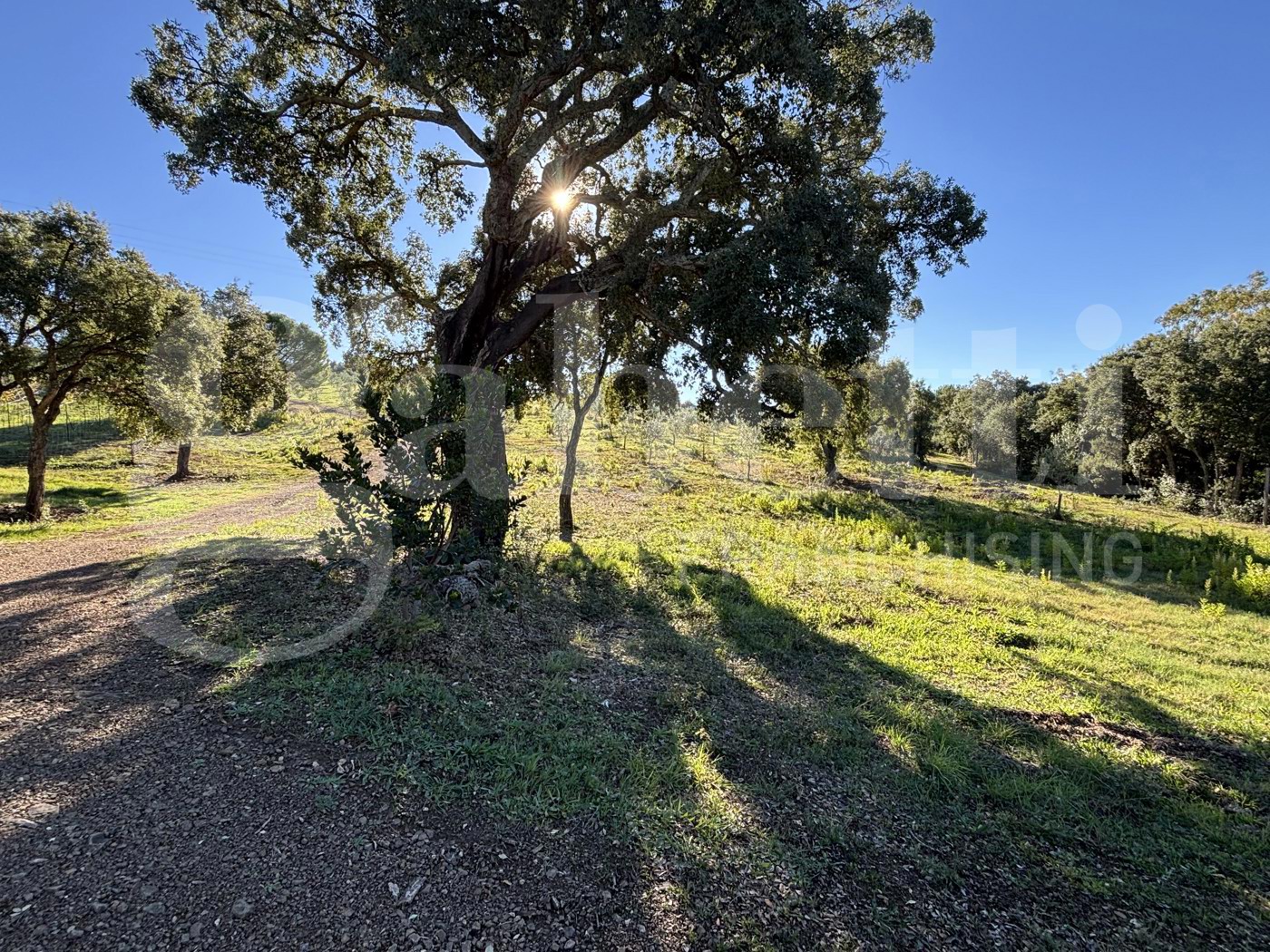 Terreno Agricolo in vendita a Massa Marittima