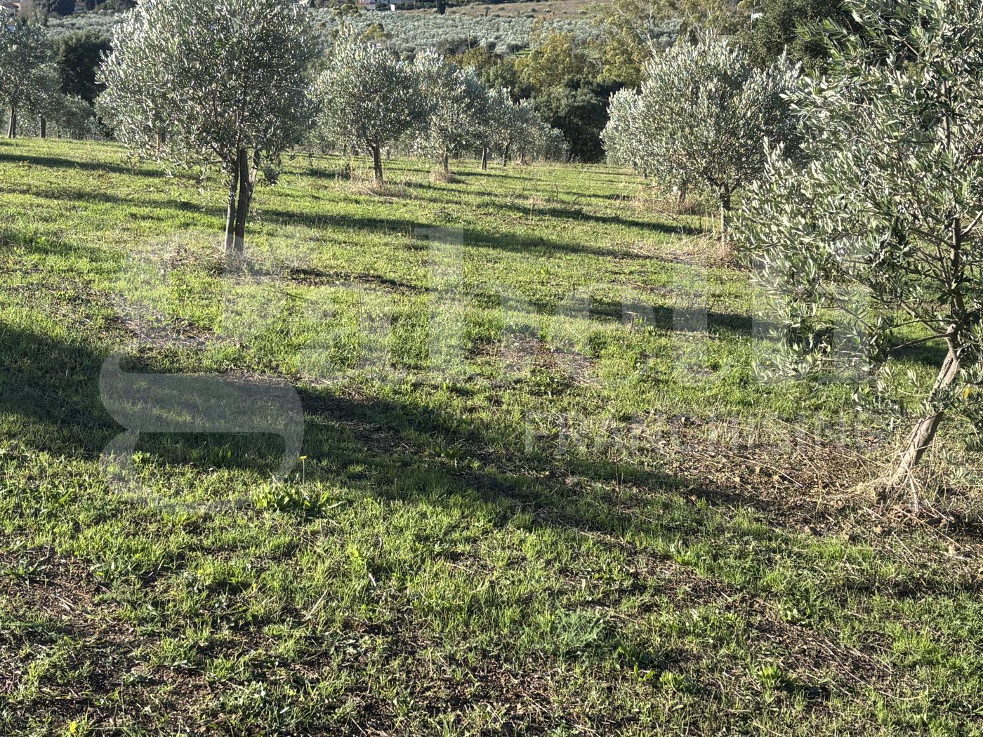 Terreno Agricolo in vendita a Massa Marittima