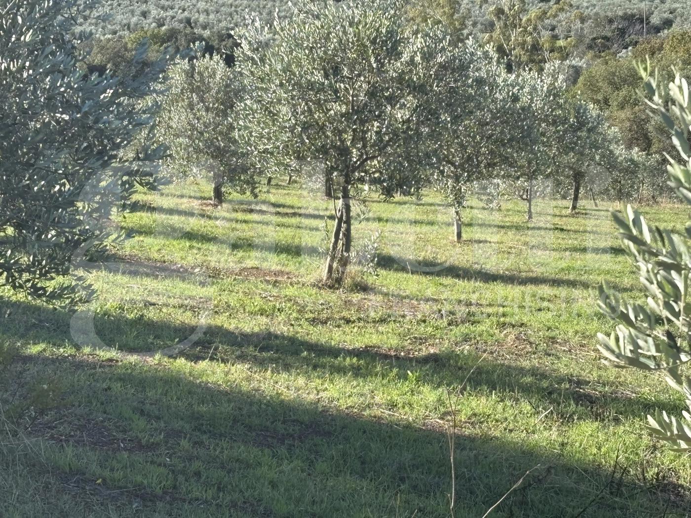 Terreno Agricolo in vendita a Massa Marittima
