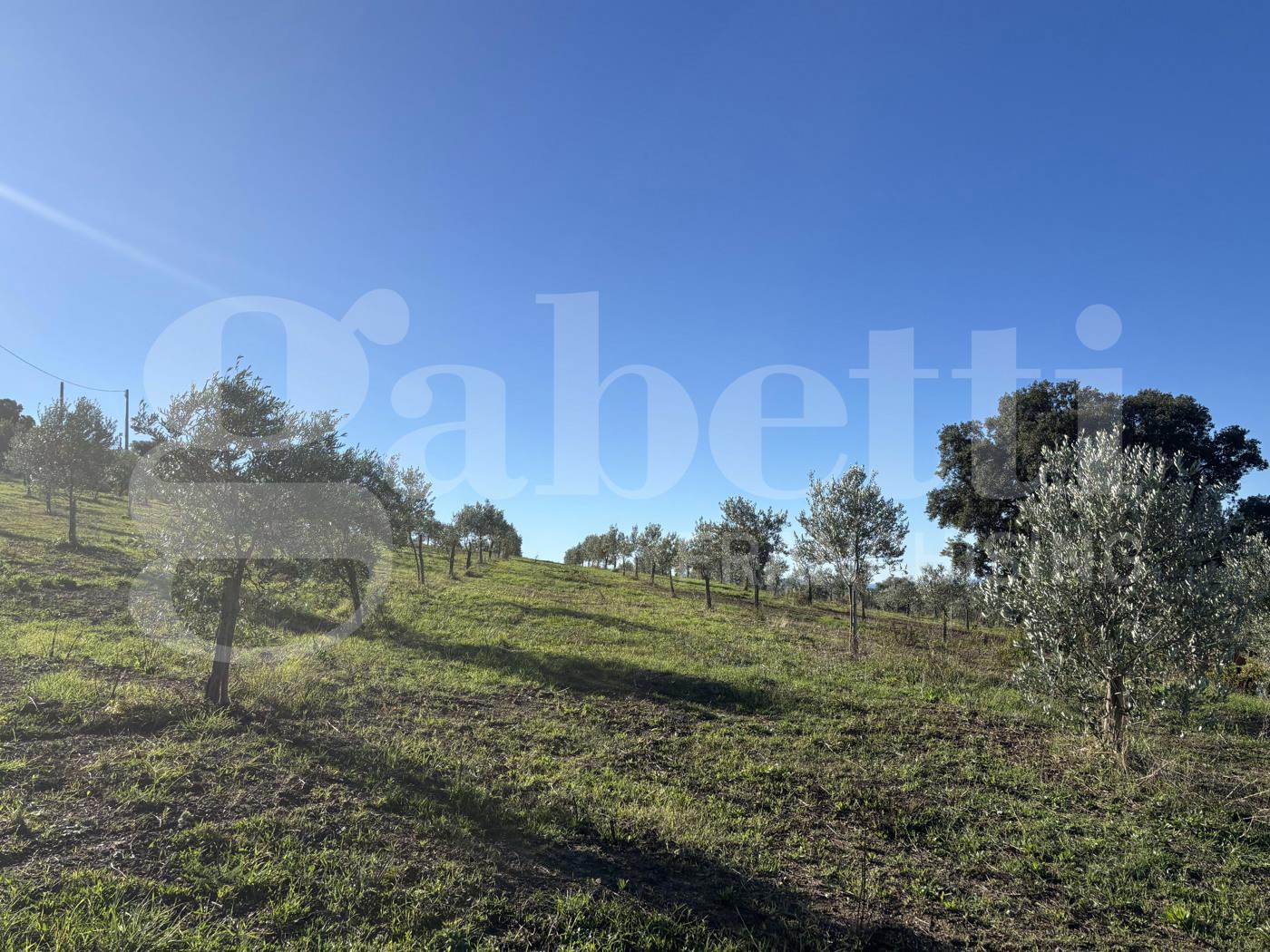 Terreno Agricolo in vendita a Massa Marittima