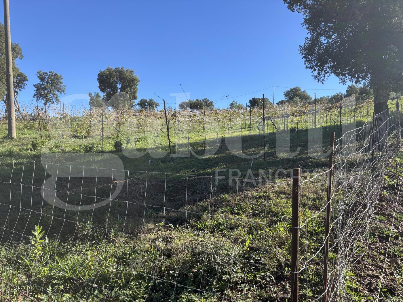 Terreno Agricolo in vendita a Massa Marittima