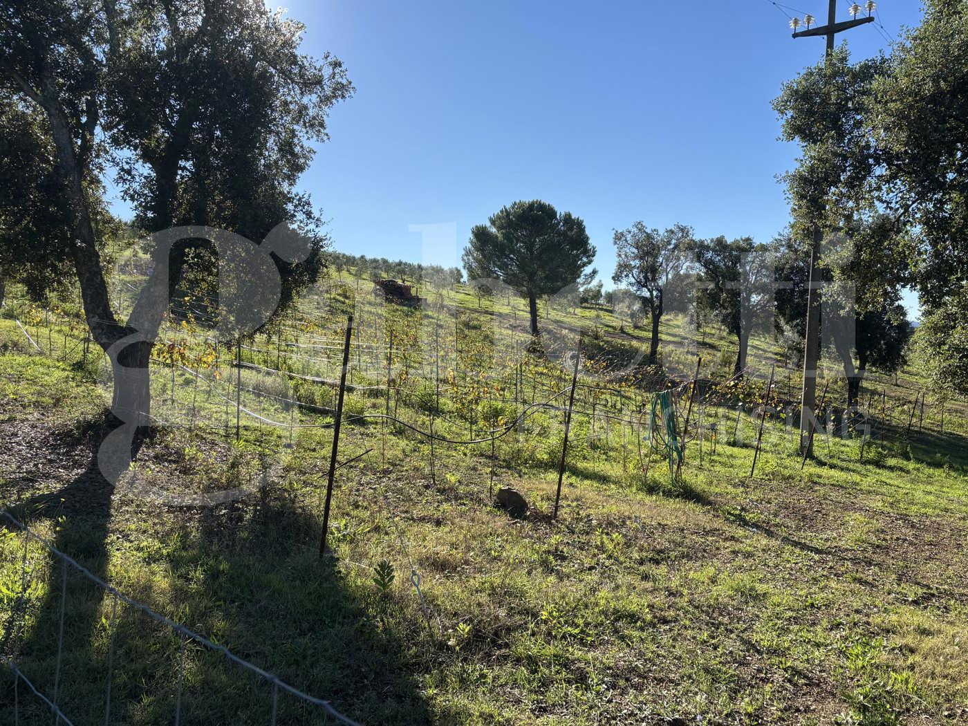 Terreno Agricolo in vendita a Massa Marittima