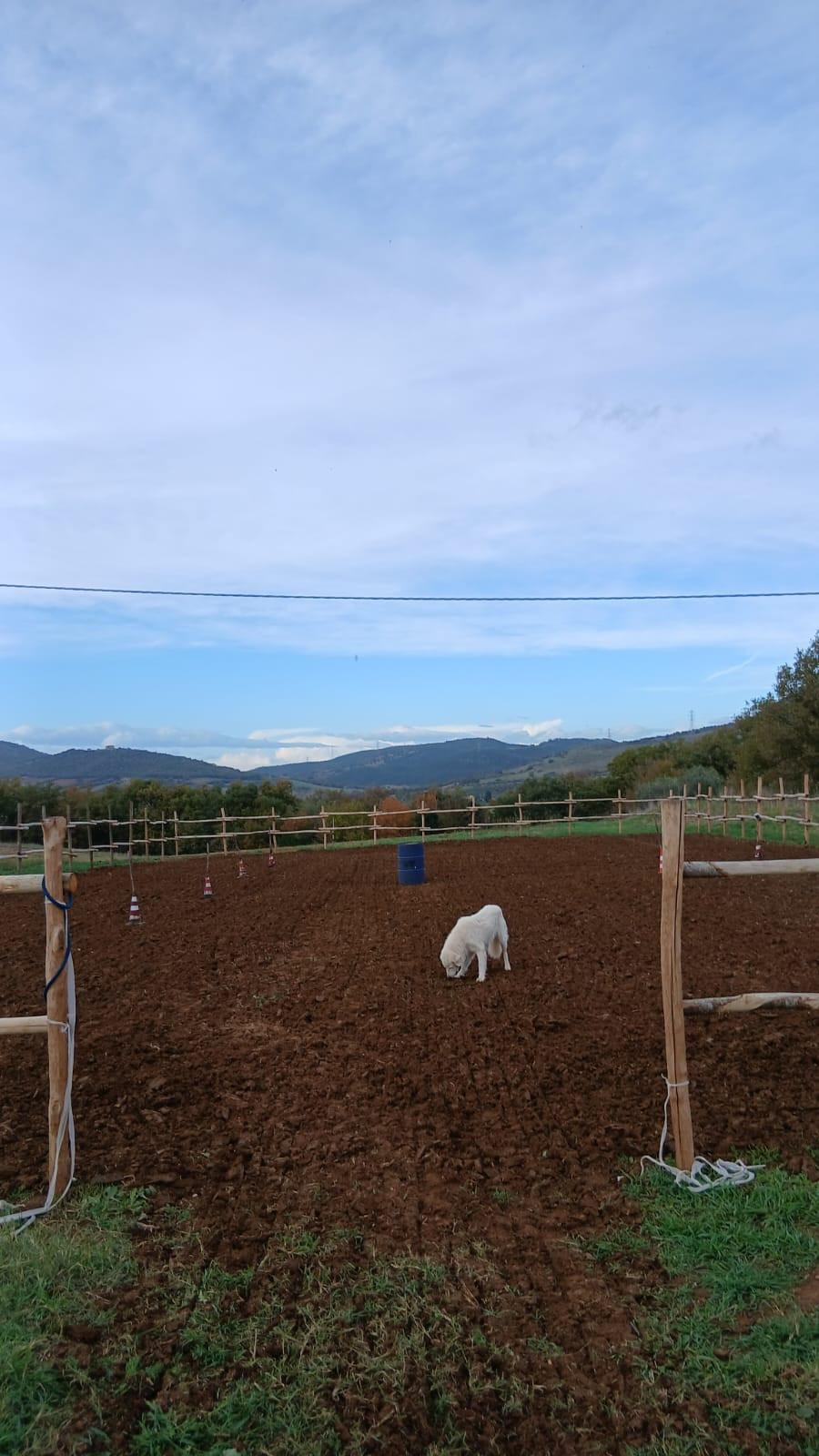 Rustico con giardino a Cinigiano