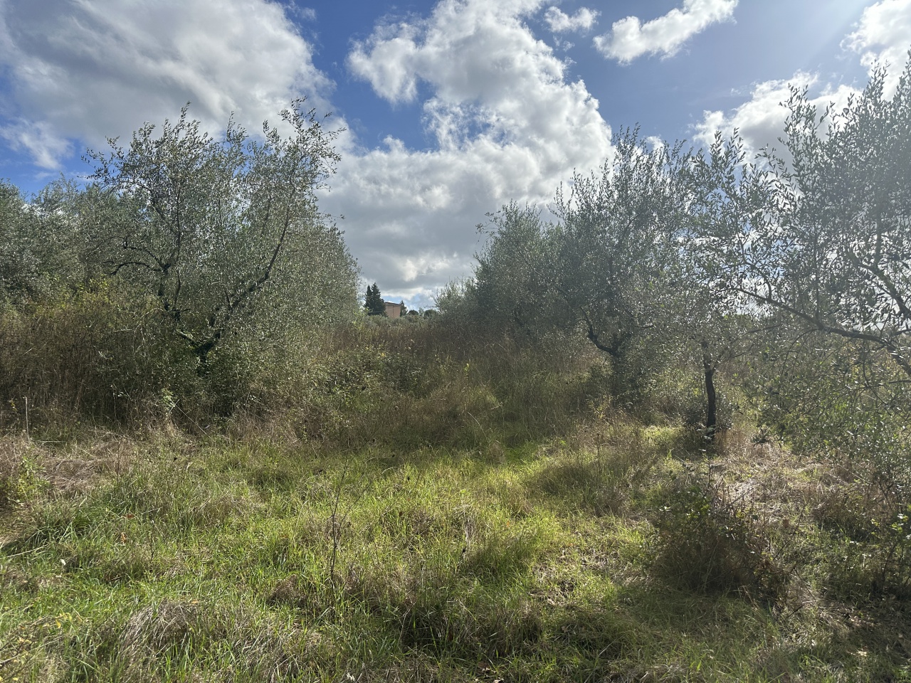 Terreno in vendita a Pelago