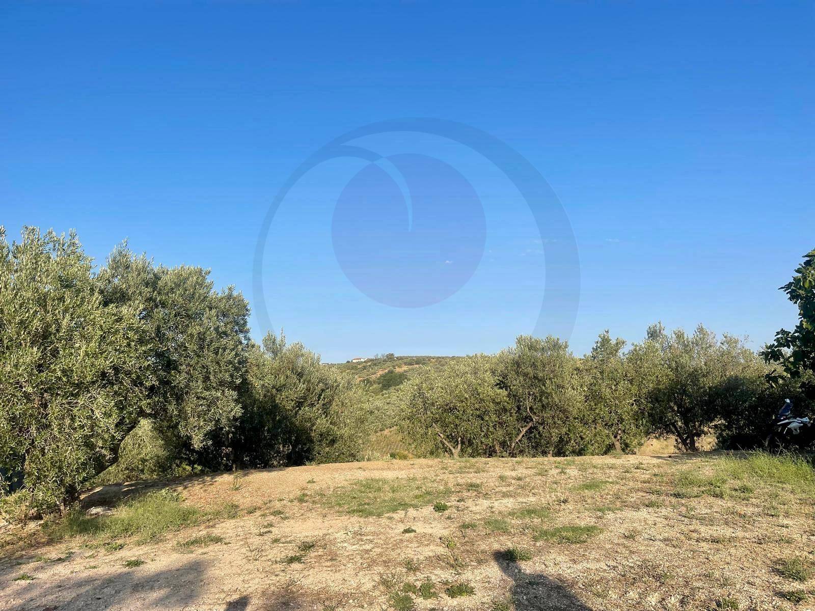 Terreno Agricolo in vendita a Lanciano