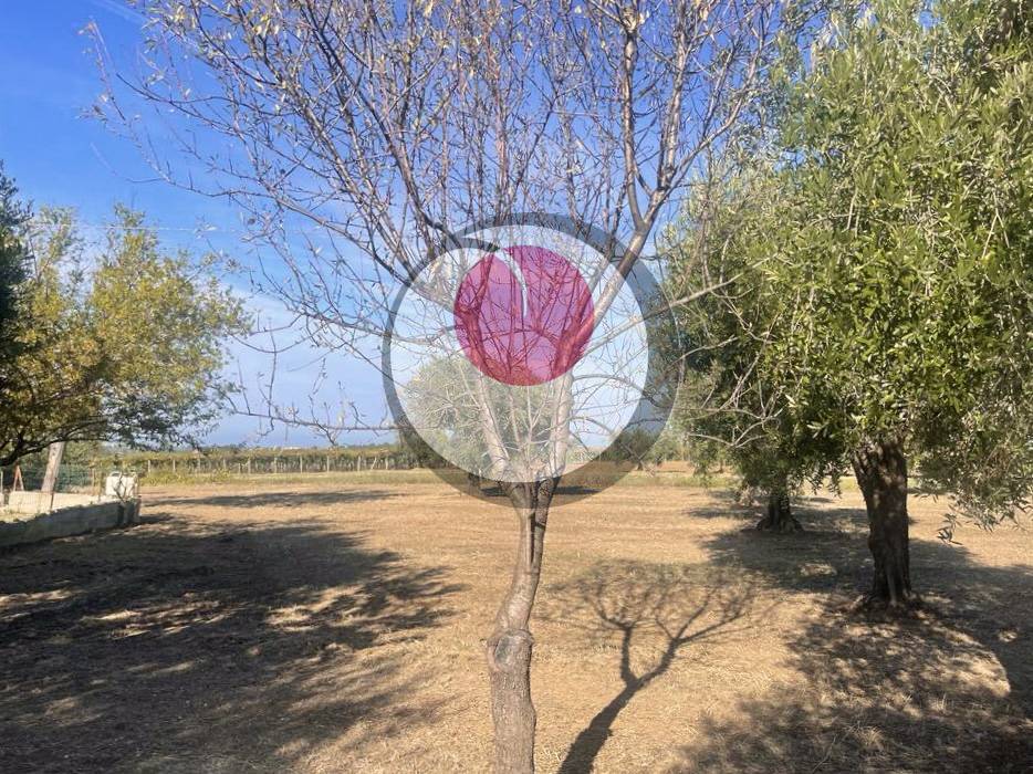 Cascina in Campagna in vendita a Arielli