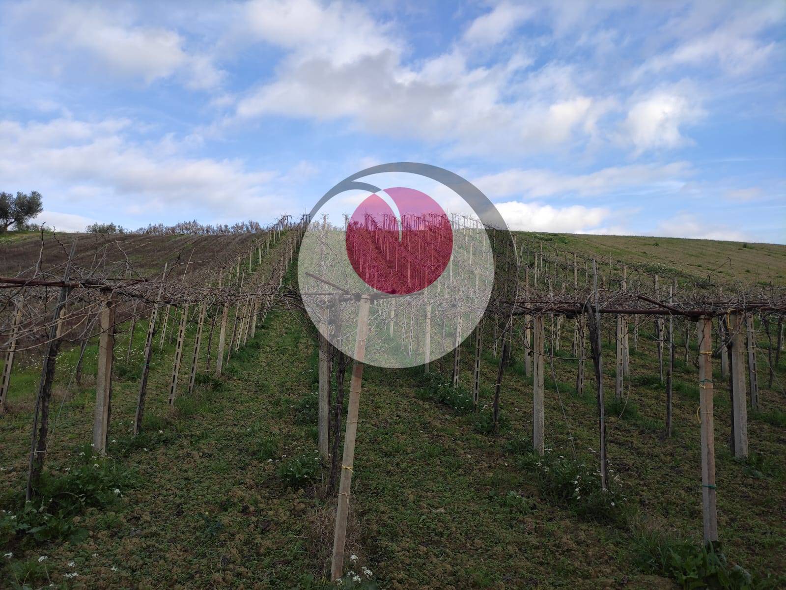 Terreno Agricolo in vendita a Castel Frentano