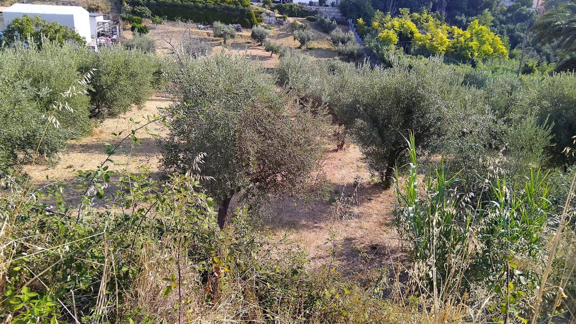 Terreno edificabile in vendita a Frisa