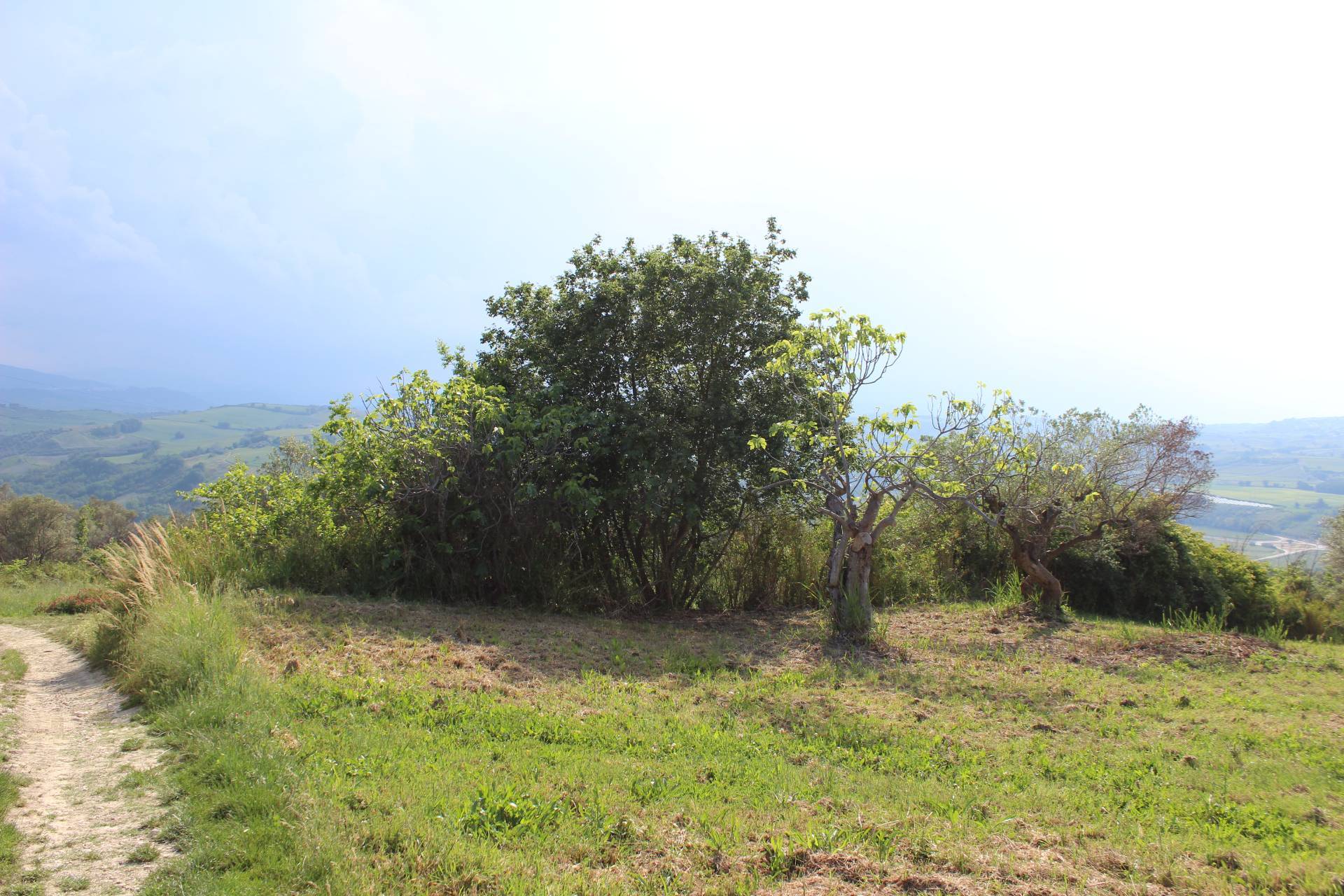 Terreno Agricolo in vendita a Monteodorisio