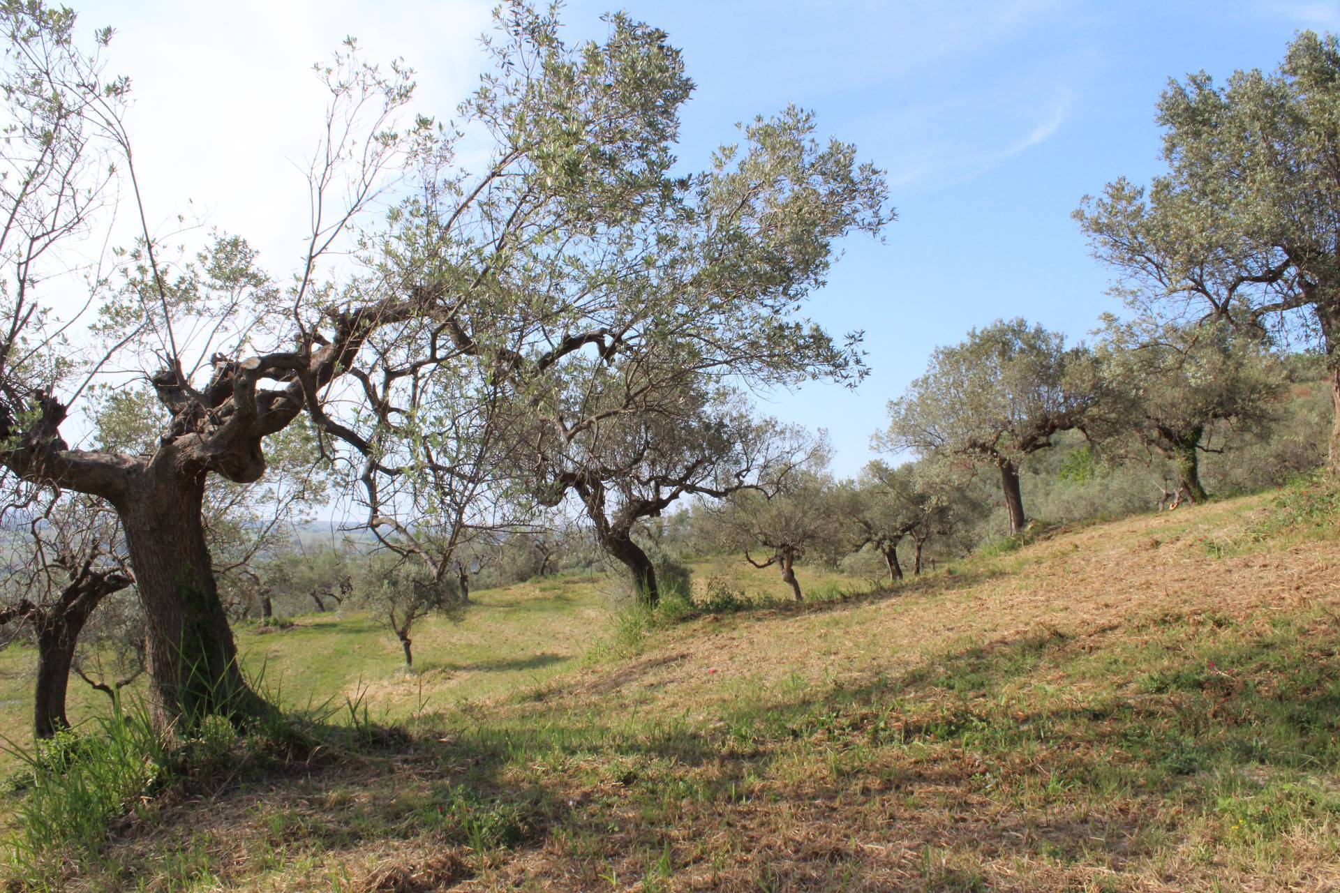 Terreno Agricolo in vendita a Monteodorisio