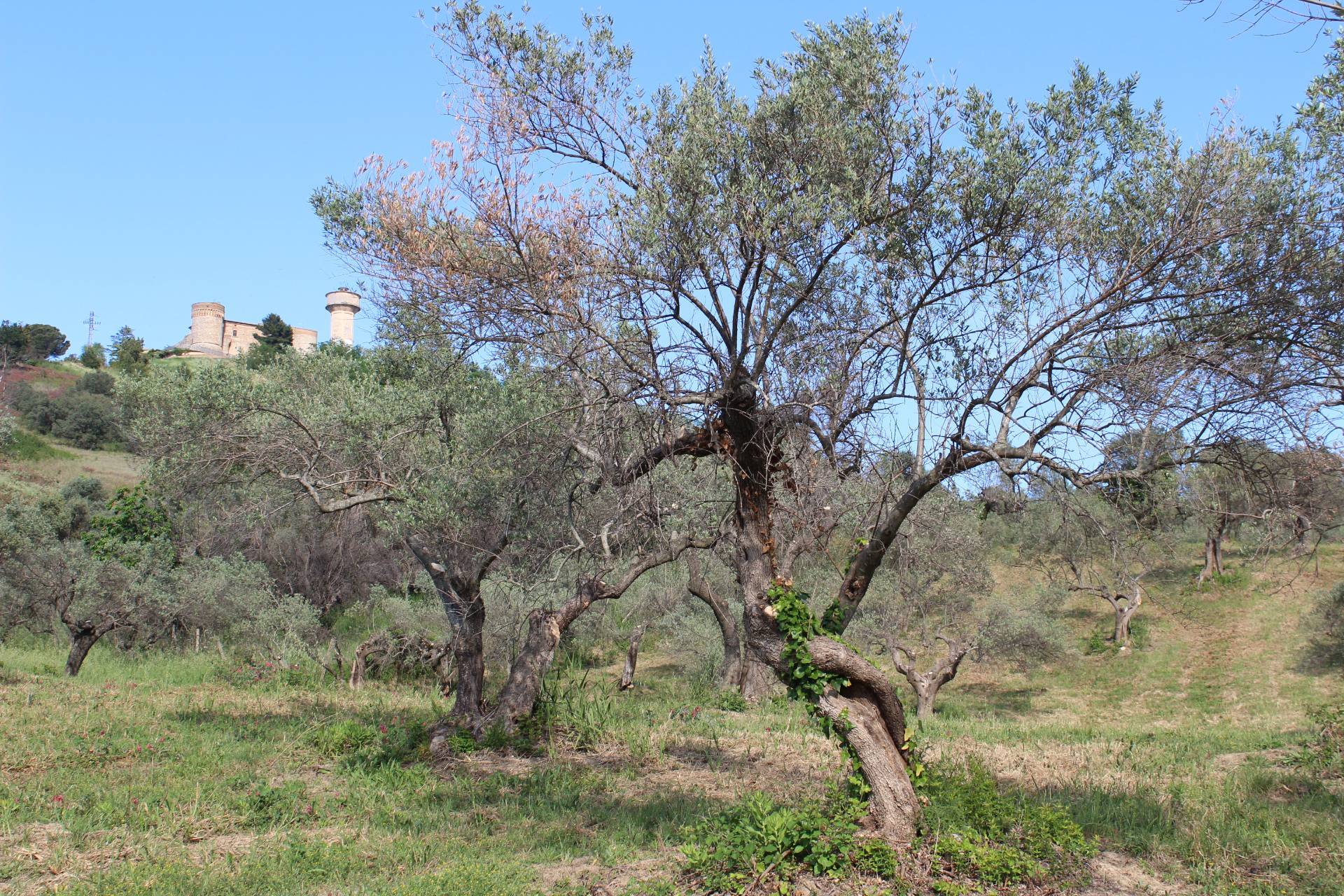 Terreno Agricolo in vendita a Monteodorisio