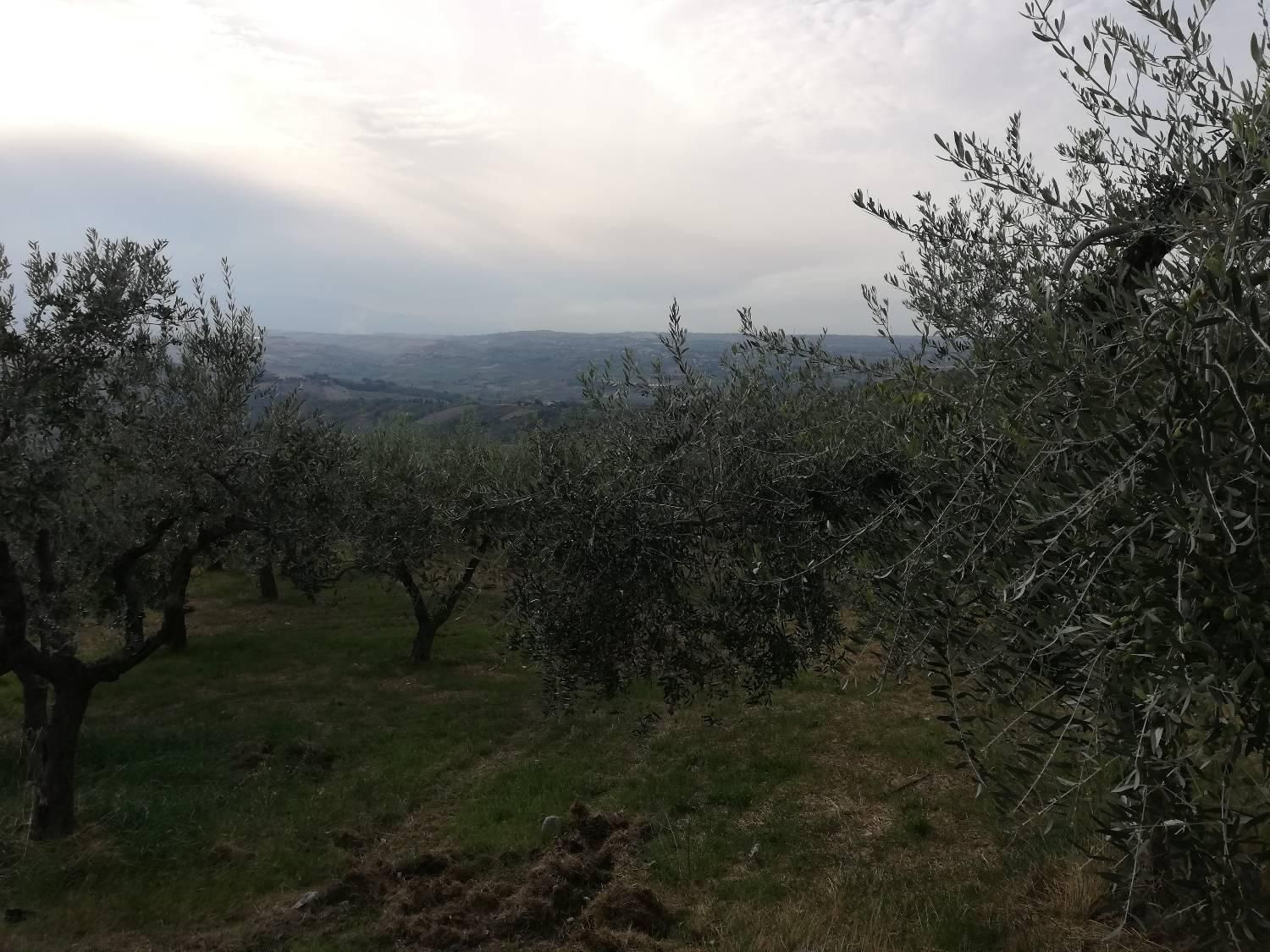 immagine annuncio 2 di 6