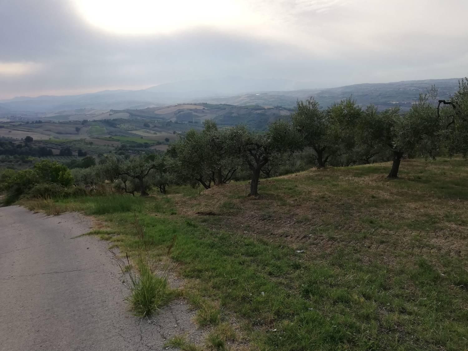 immagine annuncio 3 di 6
