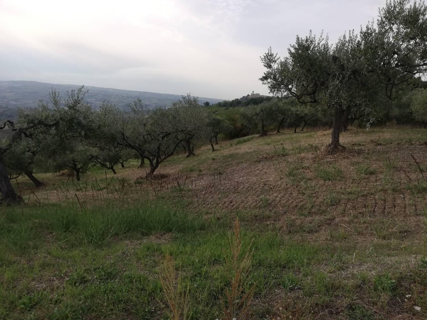 immagine annuncio 5 di 6