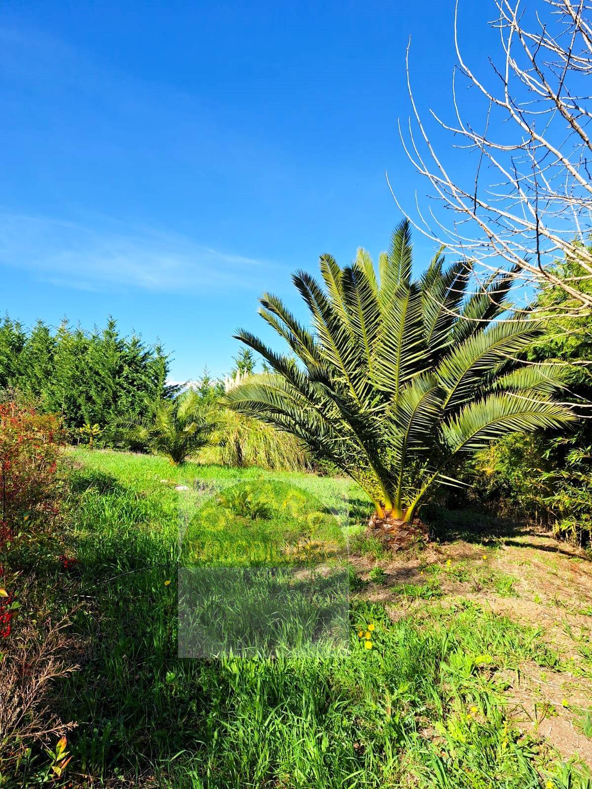 Terreno Agricolo in vendita a Cupello, Colle Mincuccio