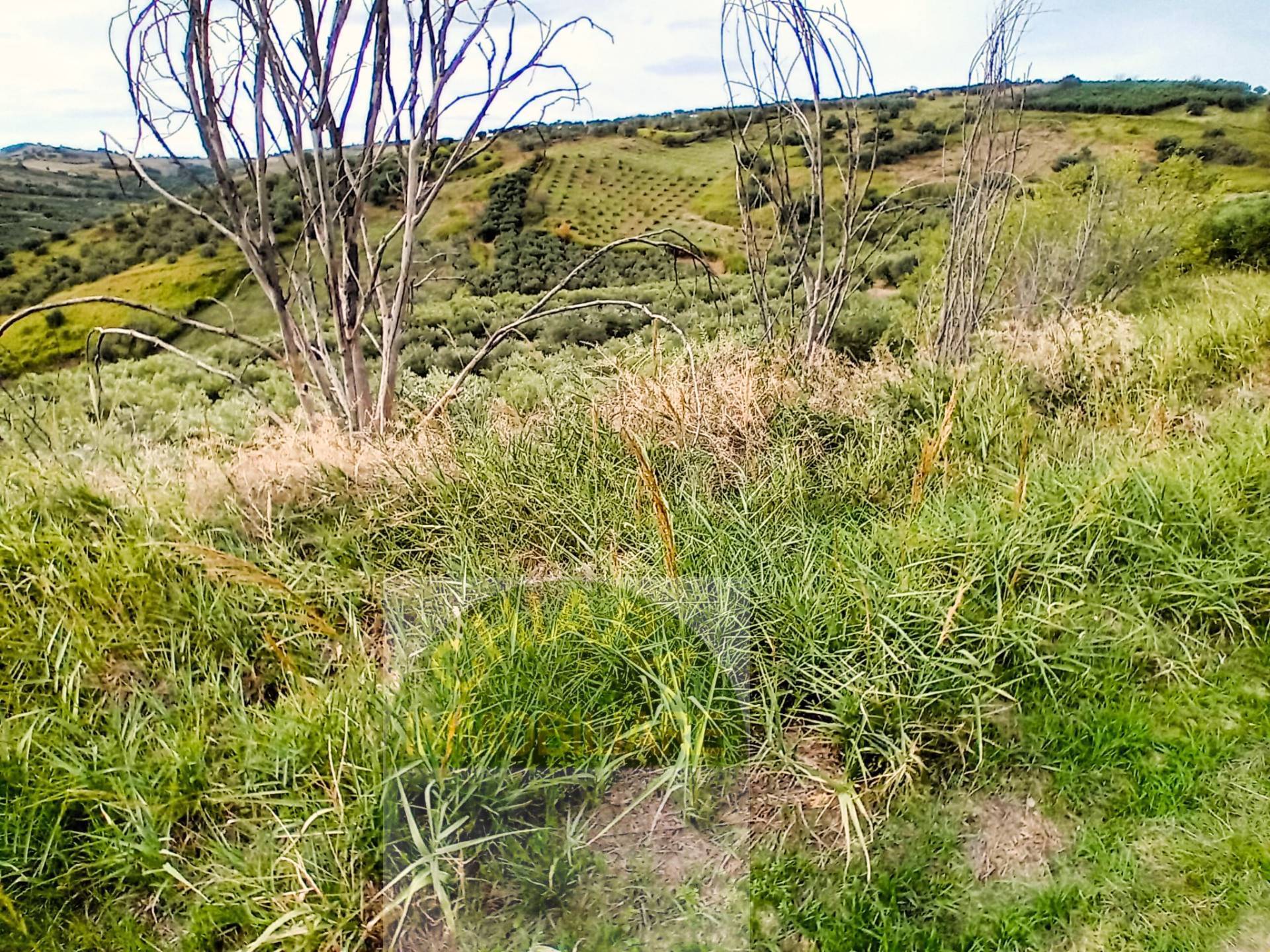 Terreno Agricolo in vendita a Cupello, Scosse