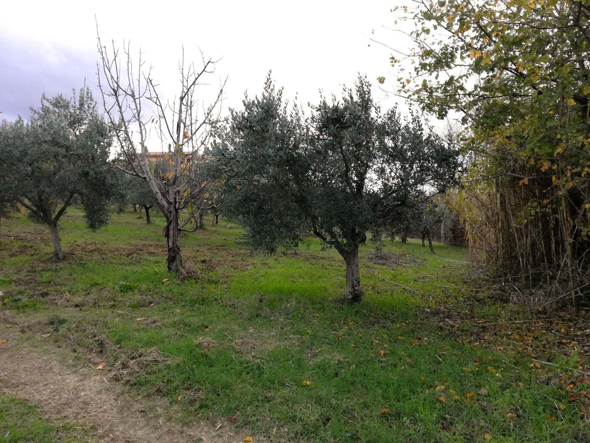 Terreno edificabile in vendita a Cupello