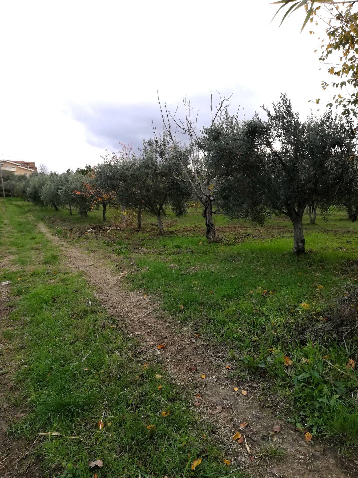 Terreno edificabile in vendita a Cupello