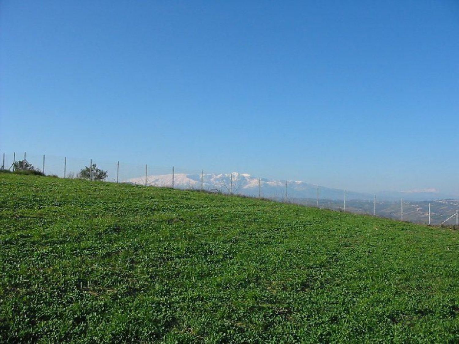 Terreno Agricolo in vendita a Cupello