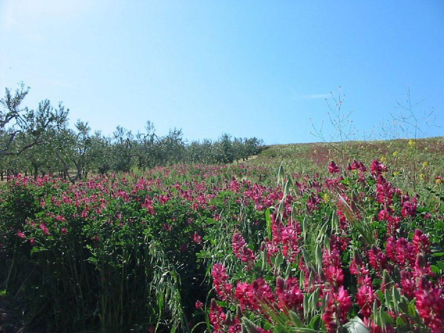 Terreno Agricolo in vendita a Cupello