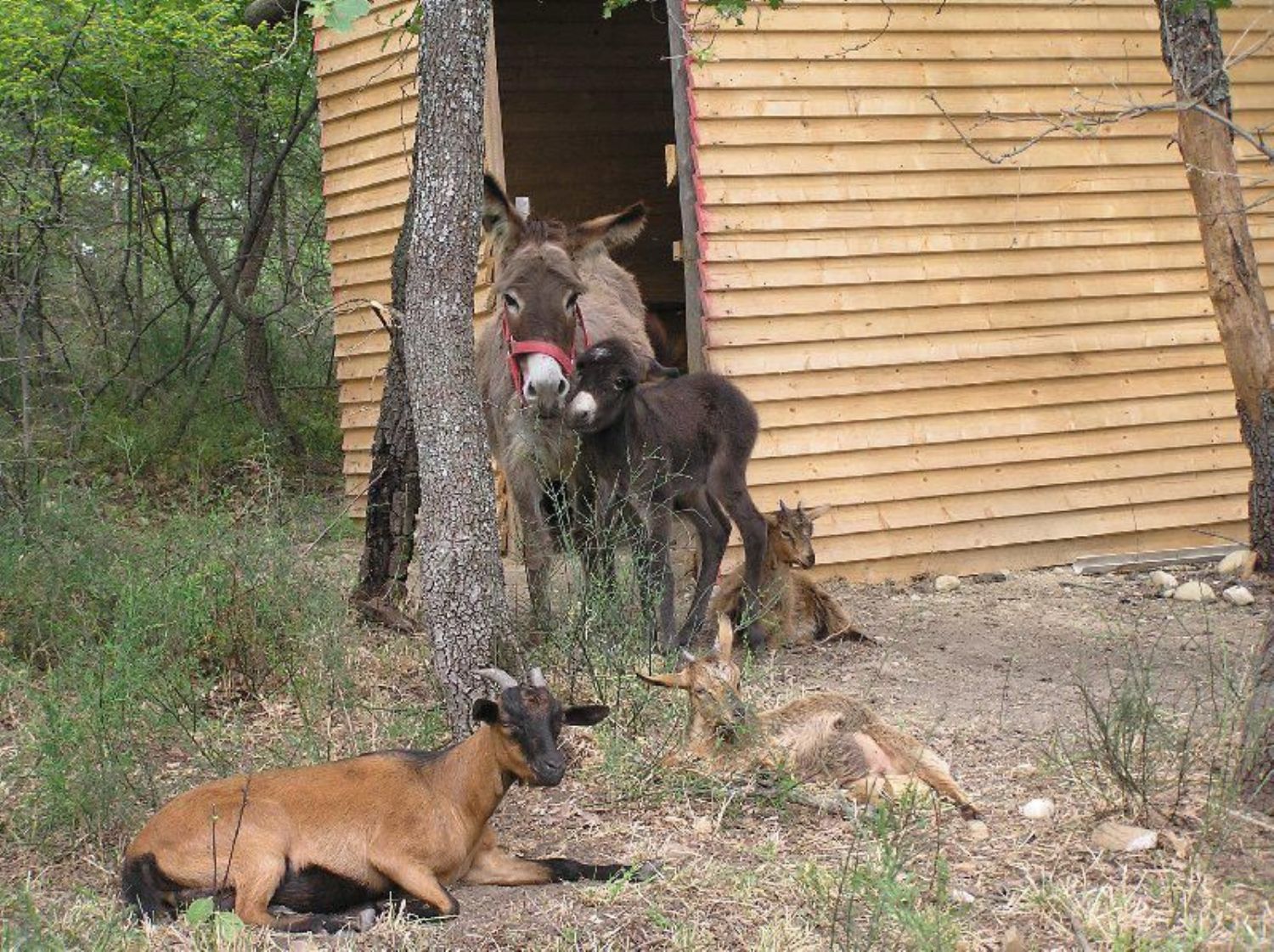 Locale commerciale in vendita a Cupello