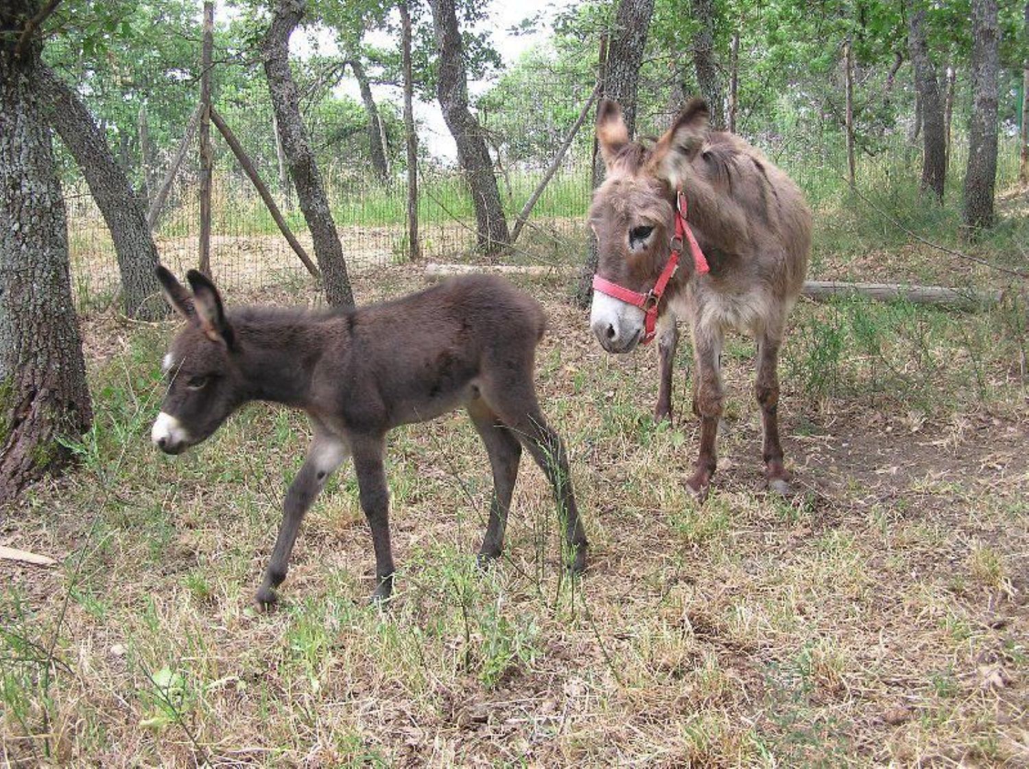 Locale commerciale in vendita a Cupello