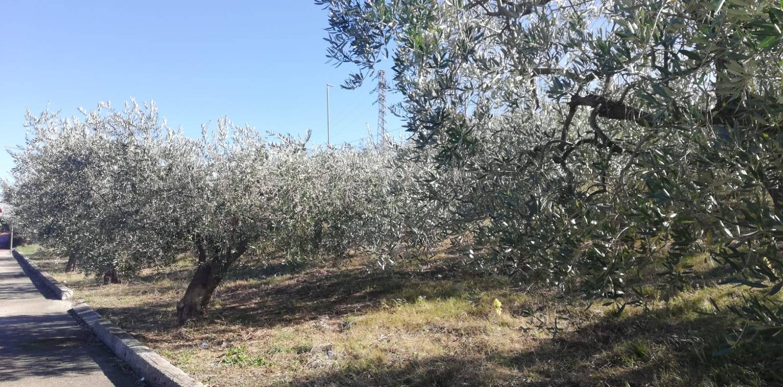 Terreno edificabile in vendita a Cupello