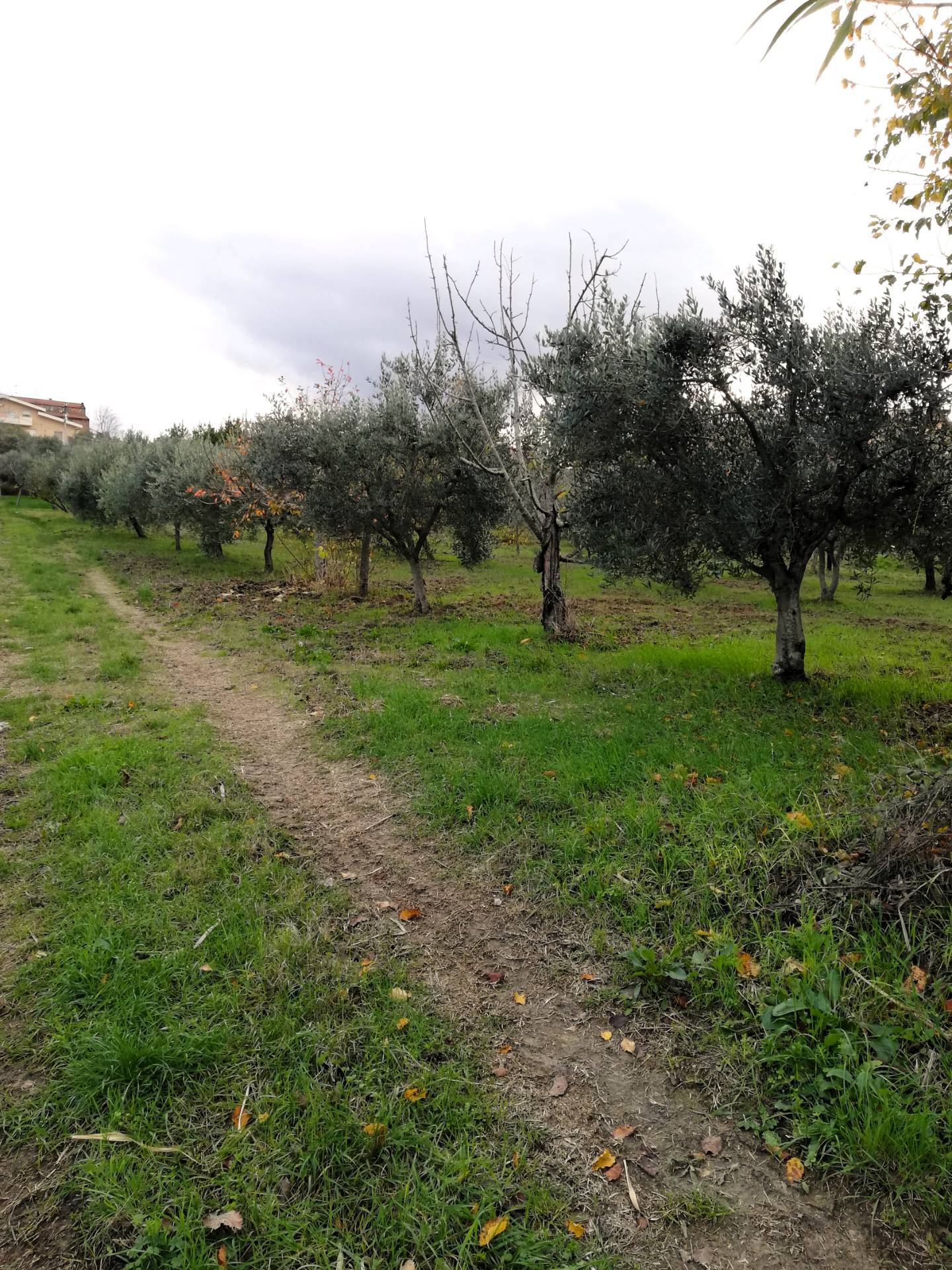 immagine annuncio 6 di 9